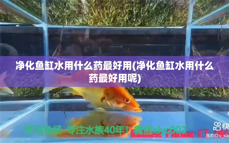 凈化魚缸水用什么藥最好用(凈化魚缸水用什么藥最好用呢) 狗仔招財貓魚