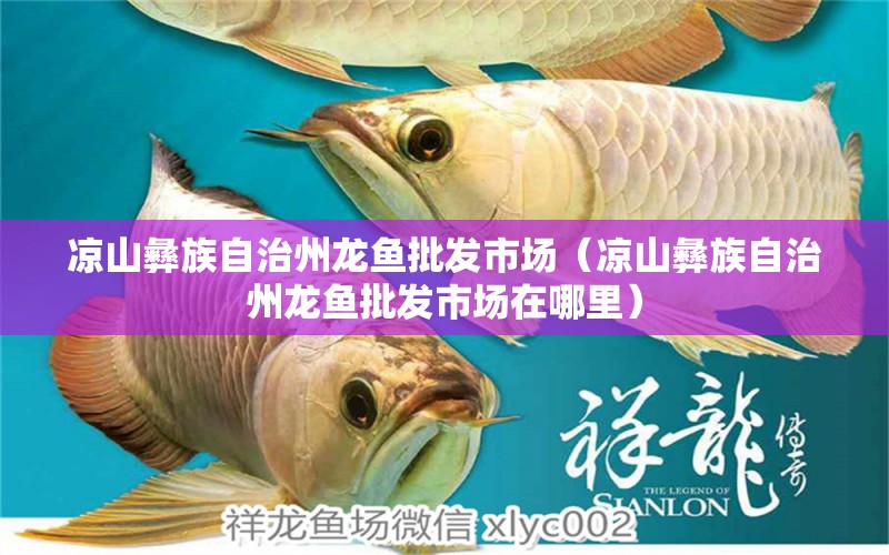 涼山彝族自治州龍魚批發(fā)市場（涼山彝族自治州龍魚批發(fā)市場在哪里） 龍魚批發(fā)