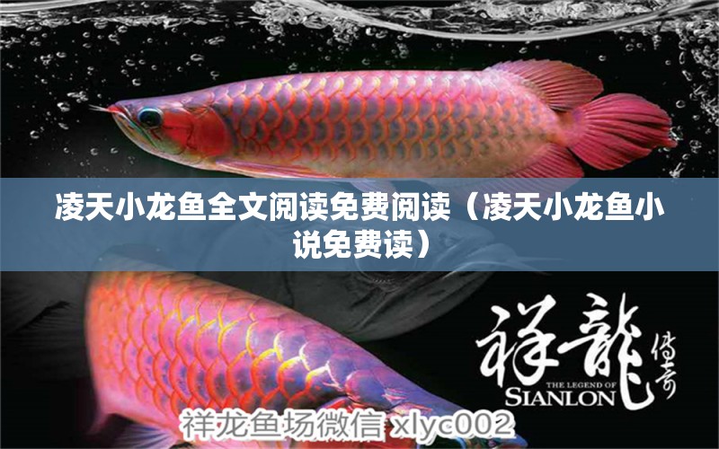 凌天小龍魚全文閱讀免費(fèi)閱讀（凌天小龍魚小說免費(fèi)讀）