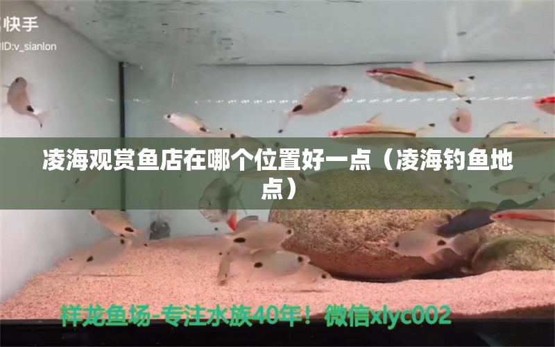 凌海觀賞魚店在哪個位置好一點（凌海釣魚地點） 女王大帆魚苗