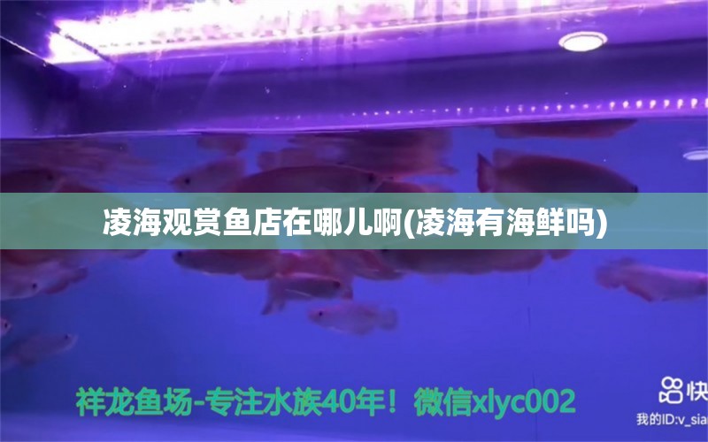 凌海觀賞魚店在哪兒啊(凌海有海鮮嗎) 養(yǎng)魚知識(shí)