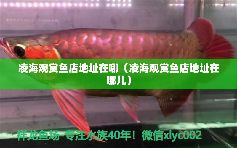 凌海觀賞魚店地址在哪（凌海觀賞魚店地址在哪兒） 埃及神仙魚