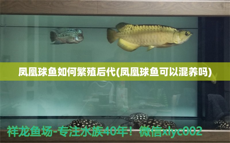 鳳凰球魚如何繁殖后代(鳳凰球魚可以混養(yǎng)嗎) 虎魚魚苗