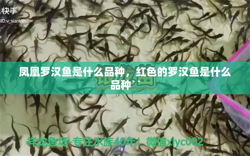 鳳凰羅漢魚是什么品種，紅色的羅漢魚是什么品種``