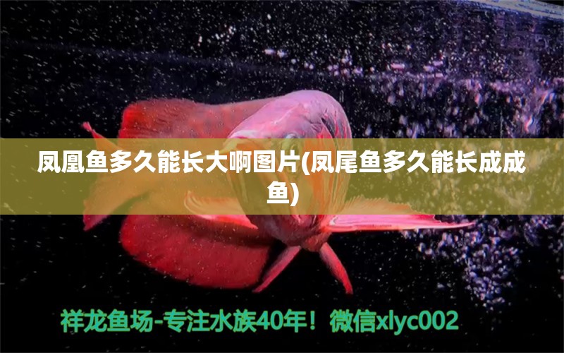 鳳凰魚多久能長(zhǎng)大啊圖片(鳳尾魚多久能長(zhǎng)成成魚) 夢(mèng)幻雷龍魚