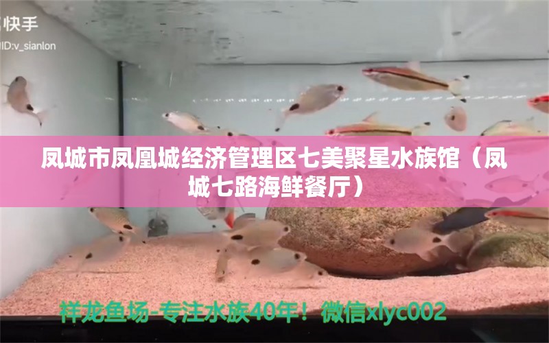 鳳城市鳳凰城經(jīng)濟管理區(qū)七美聚星水族館（鳳城七路海鮮餐廳）