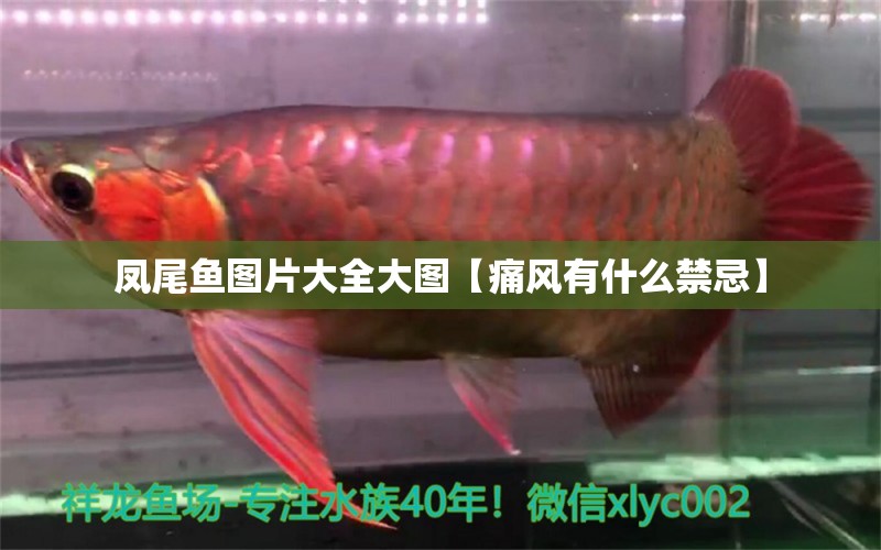 鳳尾魚圖片大全大圖【痛風(fēng)有什么禁忌】