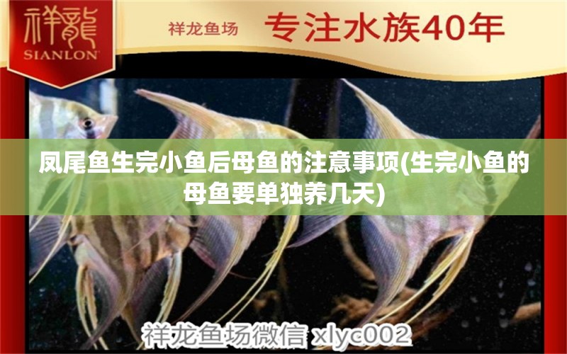 鳳尾魚生完小魚后母魚的注意事項(xiàng)(生完小魚的母魚要單獨(dú)養(yǎng)幾天) 電鰻