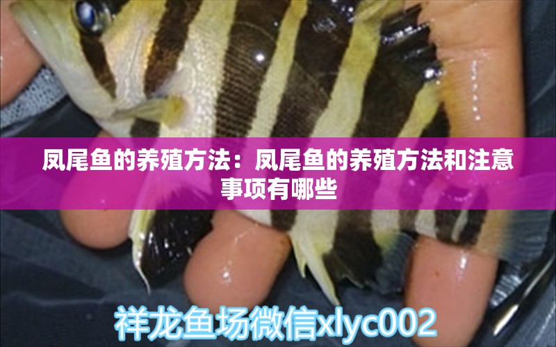 鳳尾魚的養(yǎng)殖方法：鳳尾魚的養(yǎng)殖方法和注意事項(xiàng)有哪些 非洲金鼓魚