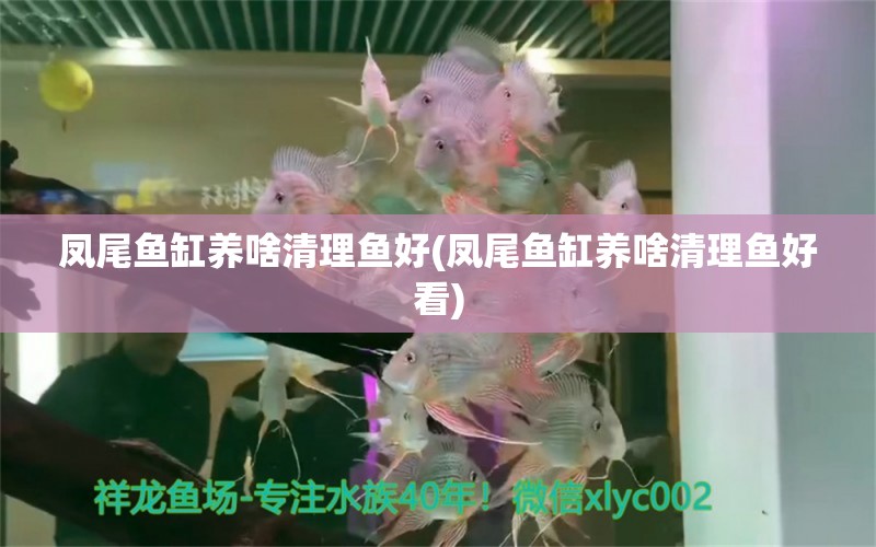 鳳尾魚缸養(yǎng)啥清理魚好(鳳尾魚缸養(yǎng)啥清理魚好看) 泰龐海蓮魚