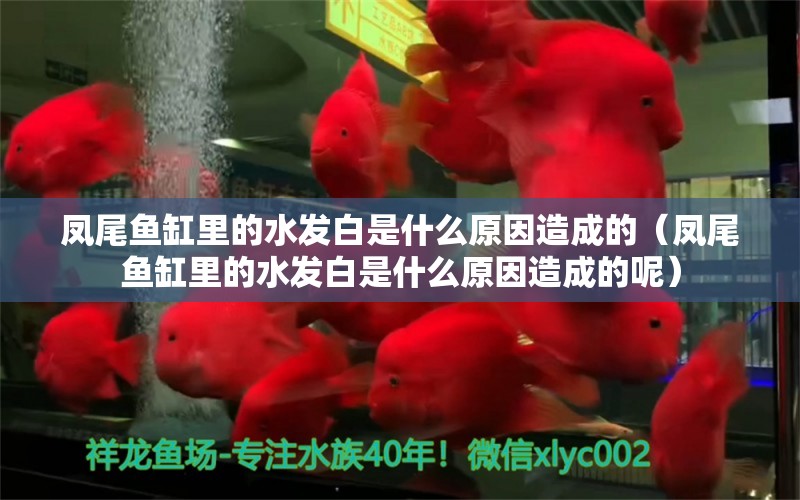 鳳尾魚缸里的水發(fā)白是什么原因造成的（鳳尾魚缸里的水發(fā)白是什么原因造成的呢）