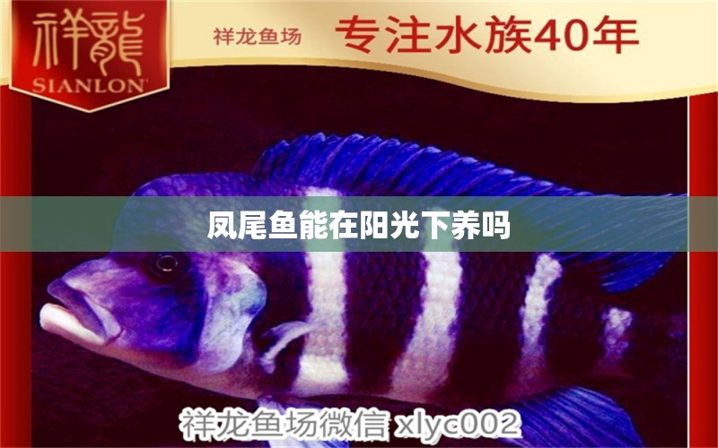 鳳尾魚能在陽光下養(yǎng)嗎 貓貓 第3張