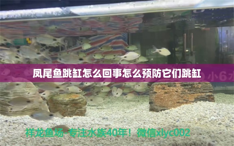 鳳尾魚跳缸怎么回事怎么預(yù)防它們跳缸 野生地圖魚 第3張