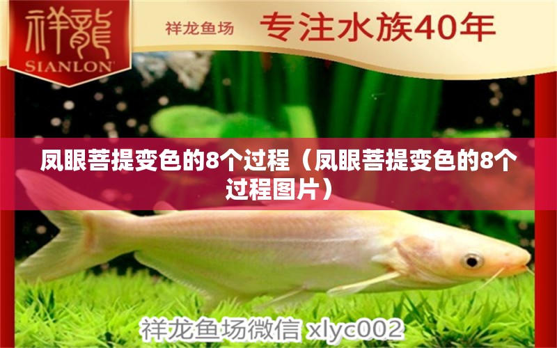 鳳眼菩提變色的8個過程（鳳眼菩提變色的8個過程圖片）