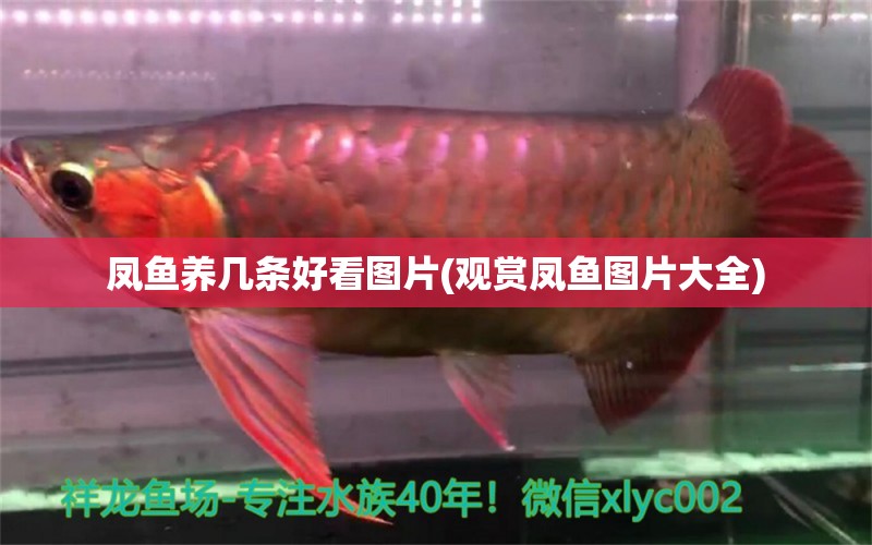 鳳魚養(yǎng)幾條好看圖片(觀賞鳳魚圖片大全) 大白鯊魚苗