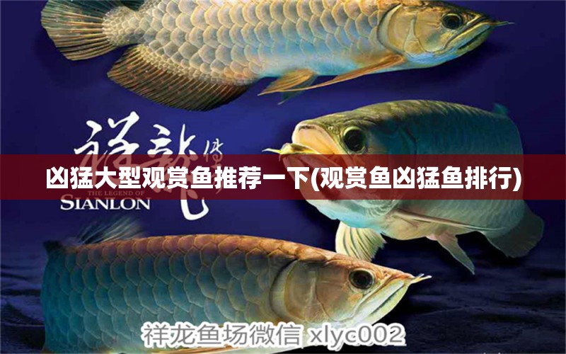 兇猛大型觀賞魚推薦一下(觀賞魚兇猛魚排行) 錦鯉池魚池建設(shè)