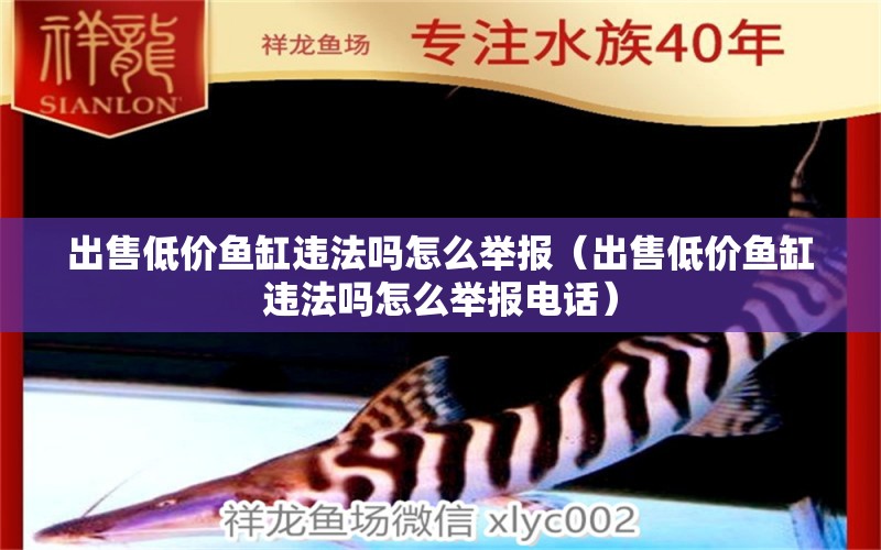 出售低價(jià)魚缸違法嗎怎么舉報(bào)（出售低價(jià)魚缸違法嗎怎么舉報(bào)電話）