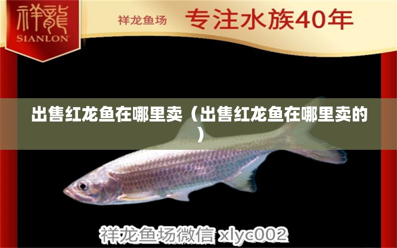 出售紅龍魚在哪里賣（出售紅龍魚在哪里賣的） 印尼紅龍魚