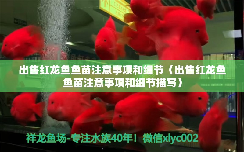 出售紅龍魚魚苗注意事項和細節(jié)（出售紅龍魚魚苗注意事項和細節(jié)描寫）