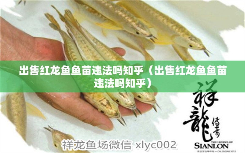 出售紅龍魚魚苗違法嗎知乎（出售紅龍魚魚苗違法嗎知乎）