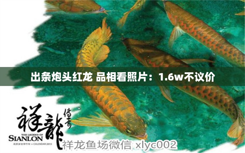 出條炮頭紅龍 品相看照片：1.6w不議價 觀賞魚論壇 第4張