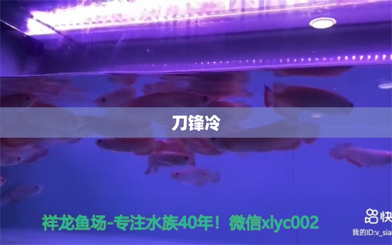 刀鋒冷 金龍福龍魚