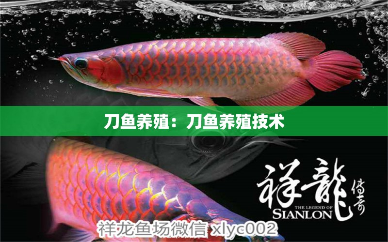 刀魚養(yǎng)殖：刀魚養(yǎng)殖技術