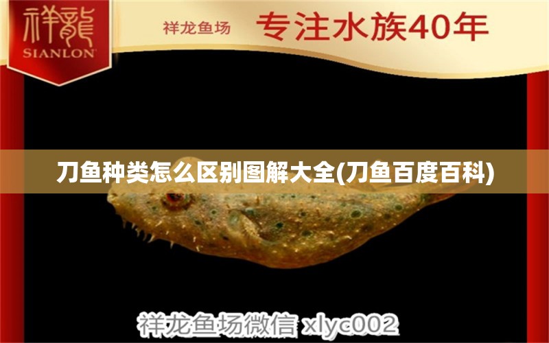 刀魚種類怎么區(qū)別圖解大全(刀魚百度百科) 粗線銀版魚