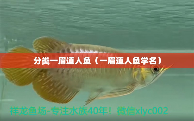 分類一眉道人魚（一眉道人魚學名） 一眉道人魚