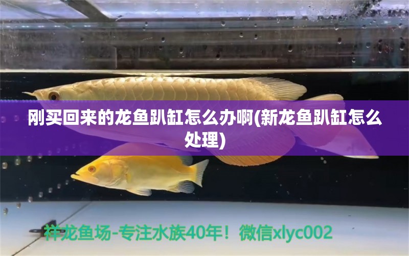 剛買(mǎi)回來(lái)的龍魚(yú)趴缸怎么辦啊(新龍魚(yú)趴缸怎么處理) 埃及神仙魚(yú)