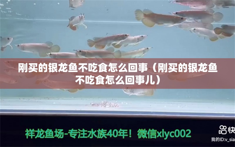 剛買的銀龍魚不吃食怎么回事（剛買的銀龍魚不吃食怎么回事兒） 銀龍魚