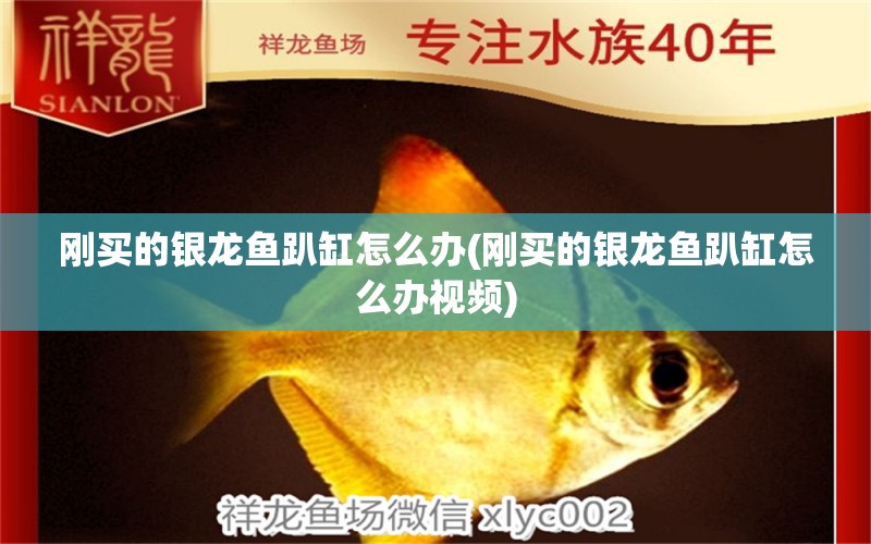 剛買的銀龍魚趴缸怎么辦(剛買的銀龍魚趴缸怎么辦視頻)