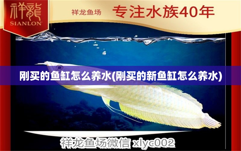 剛買的魚缸怎么養(yǎng)水(剛買的新魚缸怎么養(yǎng)水)