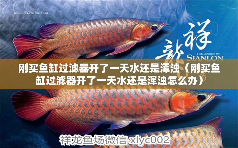 剛買(mǎi)魚(yú)缸過(guò)濾器開(kāi)了一天水還是渾濁（剛買(mǎi)魚(yú)缸過(guò)濾器開(kāi)了一天水還是渾濁怎么辦） 白化火箭魚(yú)