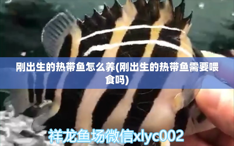 剛出生的熱帶魚怎么養(yǎng)(剛出生的熱帶魚需要喂食嗎)