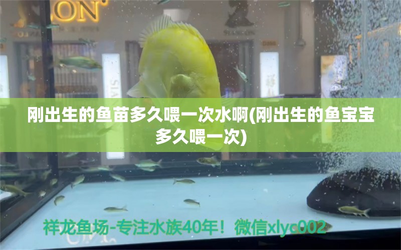 剛出生的魚苗多久喂一次水啊(剛出生的魚寶寶多久喂一次) 非洲象鼻魚