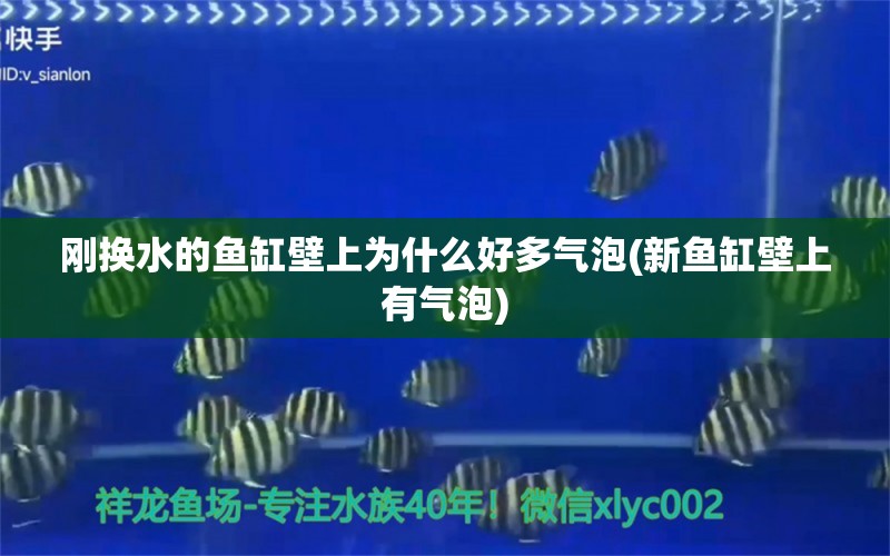 剛換水的魚缸壁上為什么好多氣泡(新魚缸壁上有氣泡) 白玉紅龍魚