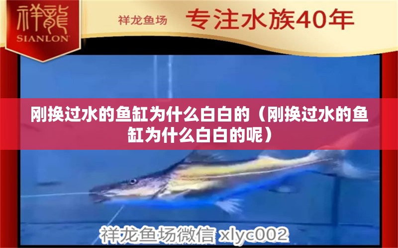 剛換過(guò)水的魚缸為什么白白的（剛換過(guò)水的魚缸為什么白白的呢）