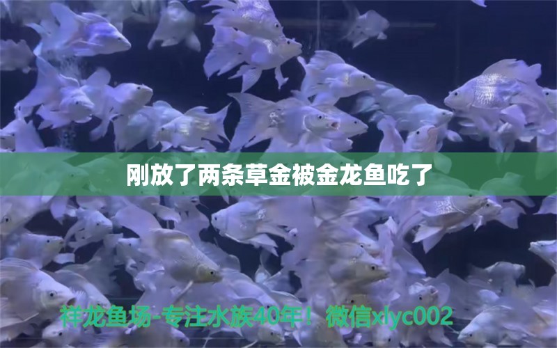 剛放了兩條草金被金龍魚吃了