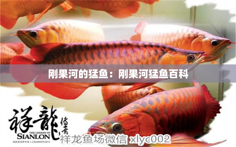 剛果河的猛魚：剛果河猛魚百科