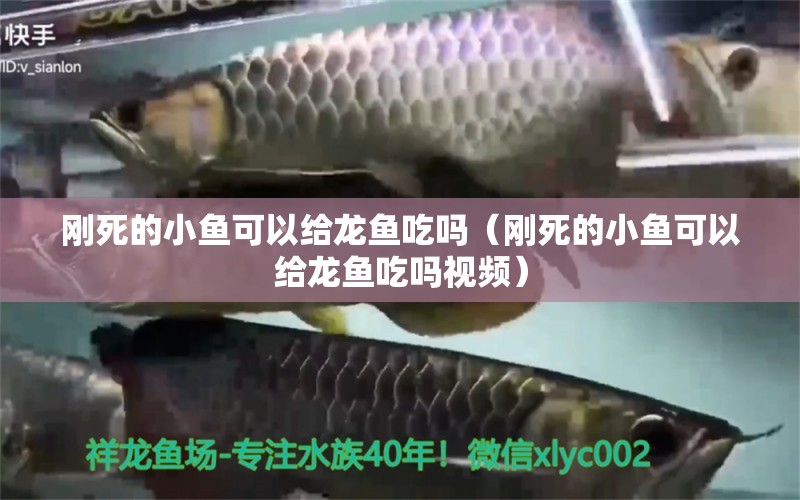 剛死的小魚可以給龍魚吃嗎（剛死的小魚可以給龍魚吃嗎視頻）