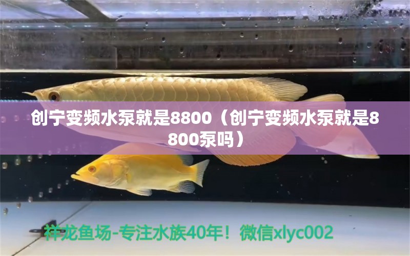 創(chuàng)寧變頻水泵就是8800（創(chuàng)寧變頻水泵就是8800泵嗎） 創(chuàng)寧水族