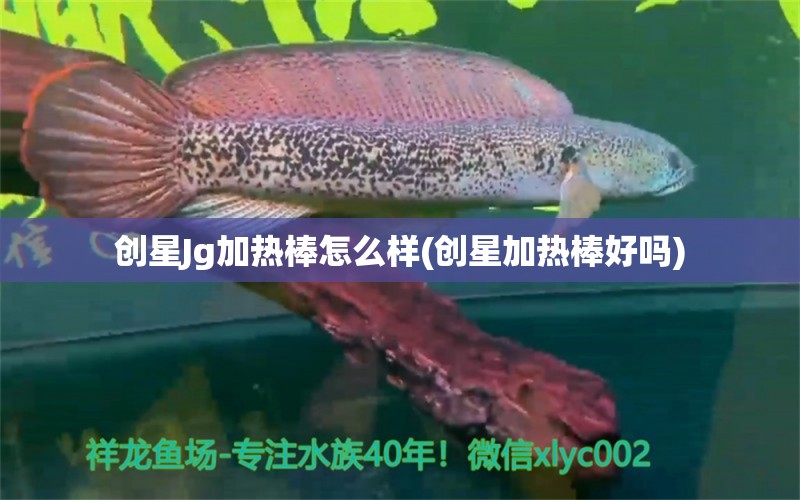 創(chuàng)星Jg加熱棒怎么樣(創(chuàng)星加熱棒好嗎) 觀賞魚(yú)飼料