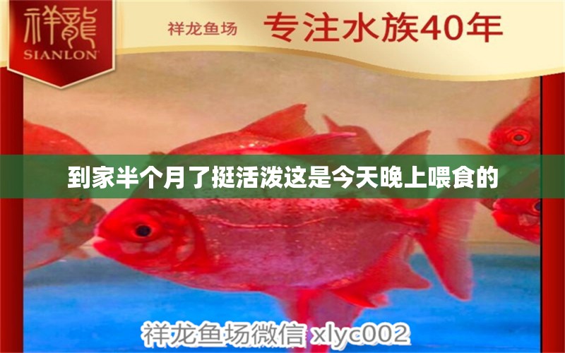 到家半個月了挺活潑這是今天晚上喂食的 福滿鉆魚