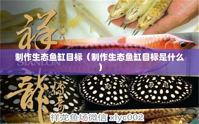 制作生態(tài)魚(yú)缸目標(biāo)（制作生態(tài)魚(yú)缸目標(biāo)是什么） 伊巴卡魚(yú)