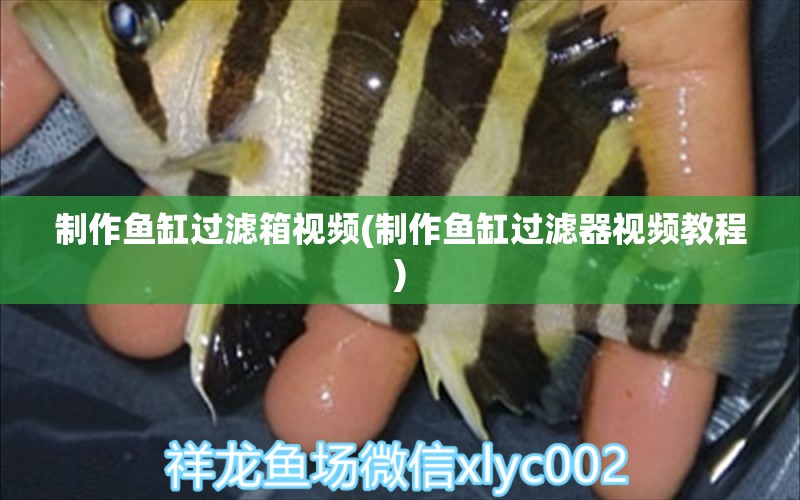 制作魚缸過濾箱視頻(制作魚缸過濾器視頻教程)