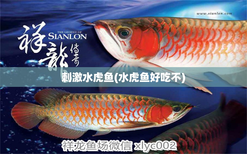 刺激水虎魚(水虎魚好吃不) 食人魚（水虎）