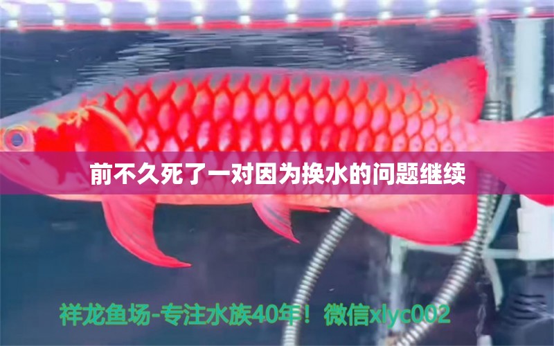 前不久死了一對因?yàn)閾Q水的問題繼續(xù) 飛鳳魚