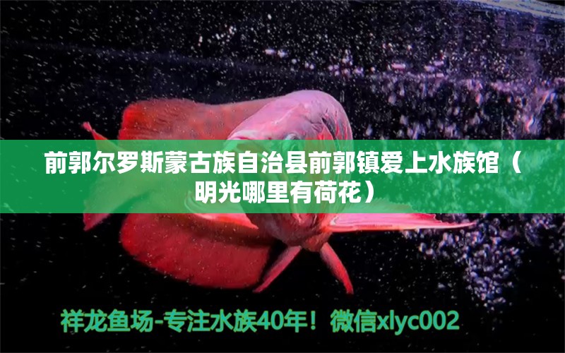 前郭爾羅斯蒙古族自治縣前郭鎮(zhèn)愛上水族館（明光哪里有荷花）