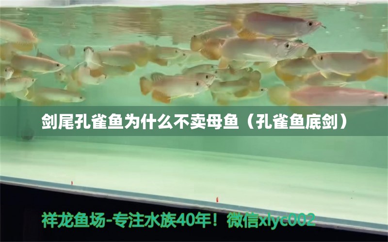 劍尾孔雀魚(yú)為什么不賣母魚(yú)（孔雀魚(yú)底劍） 圣菲埃及魚(yú)